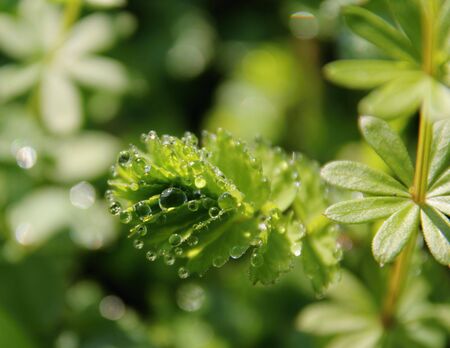 The morning dew on a green leaf