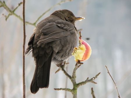 blackbird and appleの写真素材