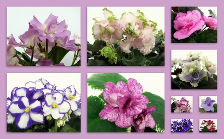 collage of african violet on a pink backgroundの写真素材