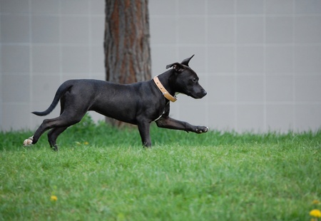 running pitbull terrier dogの写真素材