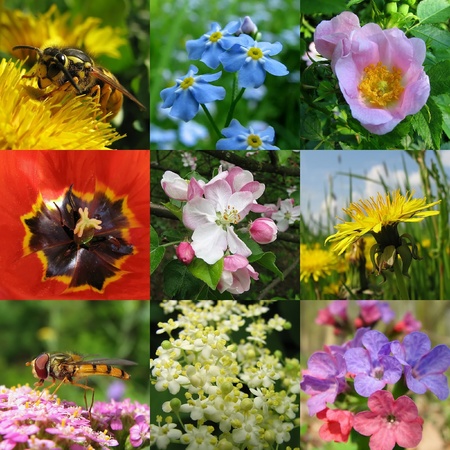 beautiful flower collage