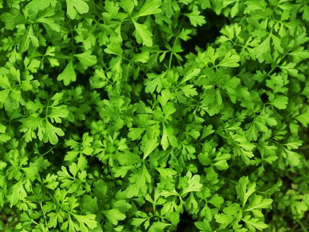 watercress