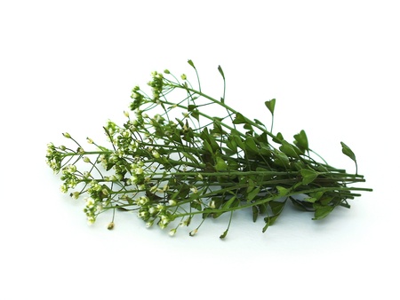 Capsella bursa - pastorisの写真素材