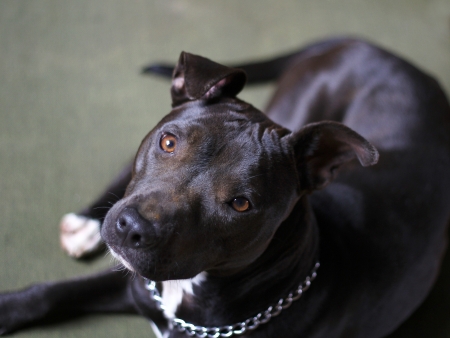 american pit-bull terrier