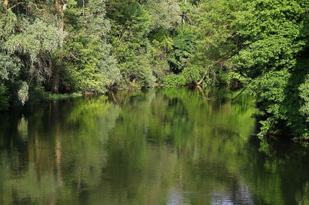 trees by the river