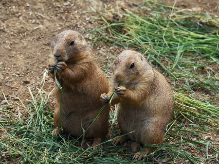 two prairie dogsの写真素材