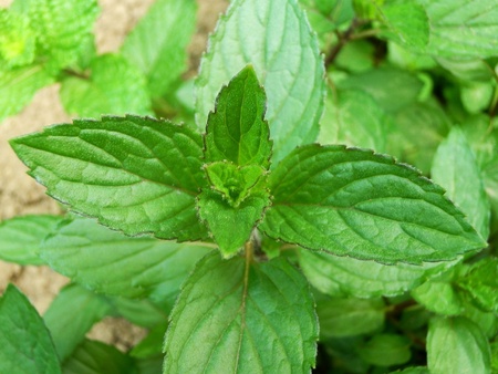 mint