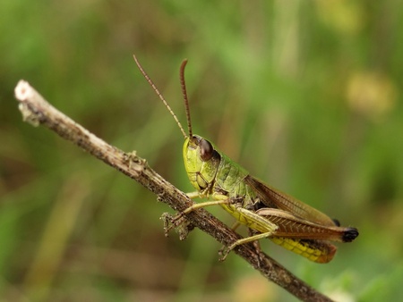 grasshopper