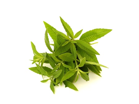 lemon verbenaの写真素材