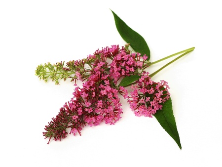 butterfly bushの写真素材