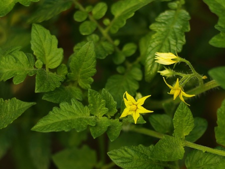tomato flowerの写真素材