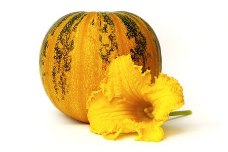 ripe pumpkinの写真素材