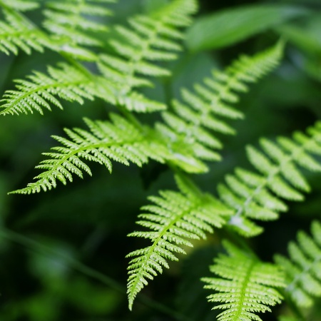 fern
