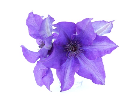 clematisの写真素材