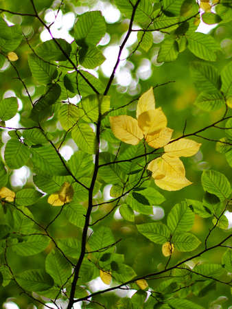 green branches