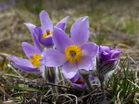 pasqueflower (pulsatilla vulgaris), which blooms in early spring の写真素材