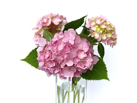 pink hydrangea on a white background