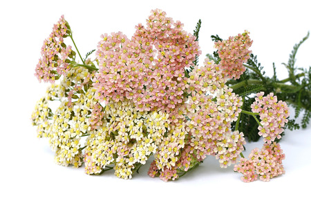 pink yarrow on white backgroundの写真素材