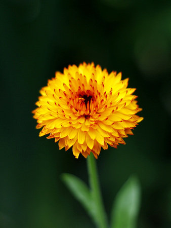 orange calendula flower in the gardenの写真素材