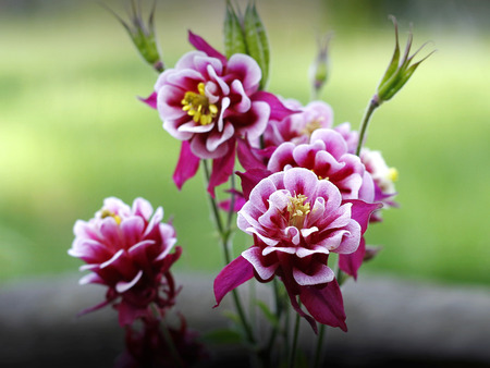 columbines flower in the gardenの写真素材