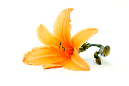 orange daylily on a white backgroundの写真素材