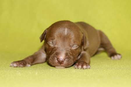 pitbull puppy on a green backgroundの写真素材