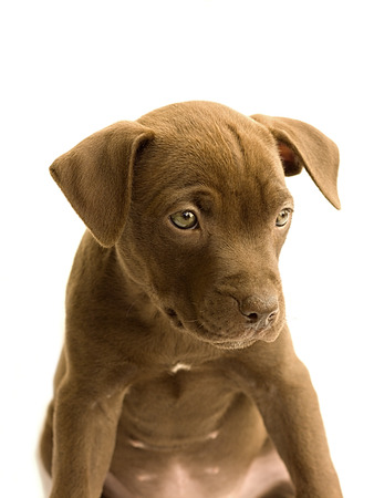 little pitbull on a white backgroundの写真素材