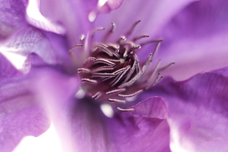 blue clematis on a white backgroundの写真素材
