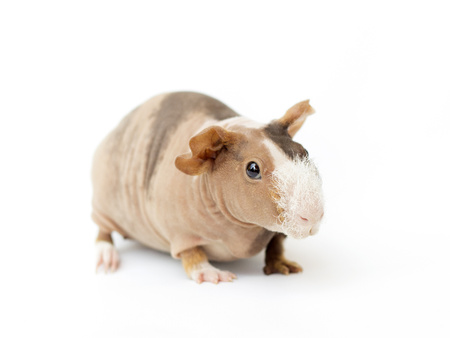 hairless guinea pig on a white backgroundの写真素材