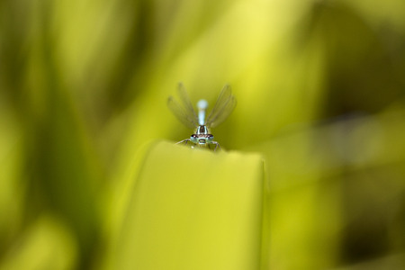 dragonfly sitting on the grass by the lakeの写真素材