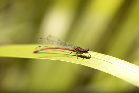 dragonfly sitting on the grass by the lakeの写真素材