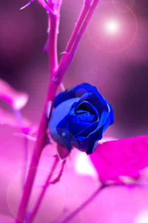 blue rose blooming in the gardenの写真素材