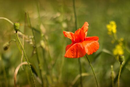red poppies on the meadow