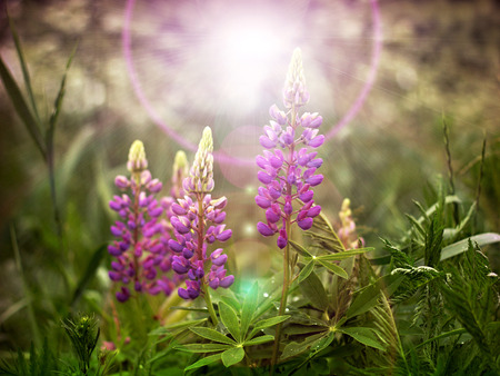 Lupinus polyphyllus flowers in the meadowの写真素材