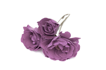 purple roses on a white backgroundの写真素材