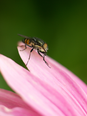 housefly sitting on a pink echinacea