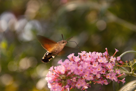 Macroglossum stellatarum flying at the butterfly bushの写真素材