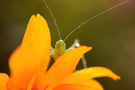 Young green grasshopper close upの写真素材