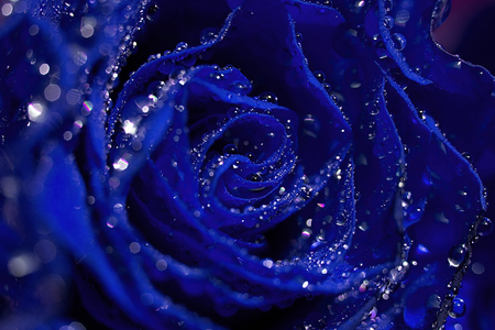 Blue rose with water dropsの写真素材