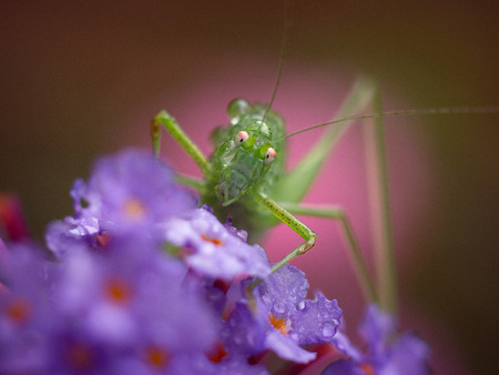 Young green grasshopper sitting on a butterfly bushの写真素材