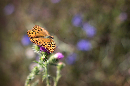 Argynnis pandora Butterfly on thistleの写真素材