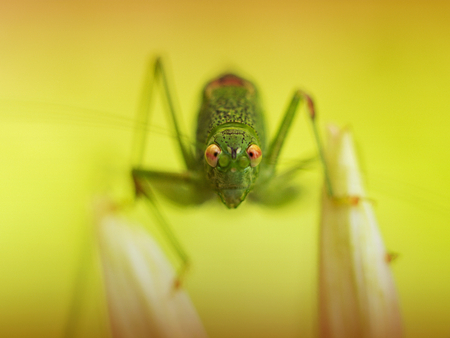 green grasshopper resting on echinacea