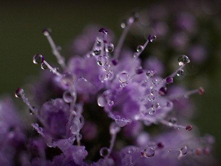 lavender and morning dew dropsの写真素材