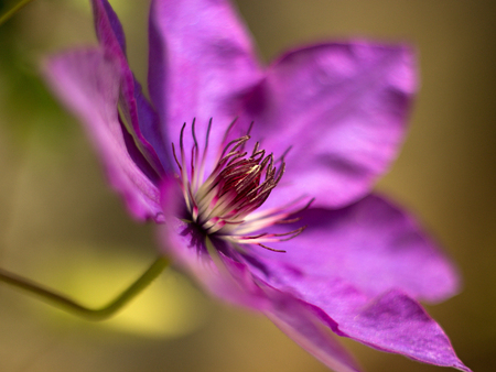 blue clematis blooming in the gardenの写真素材