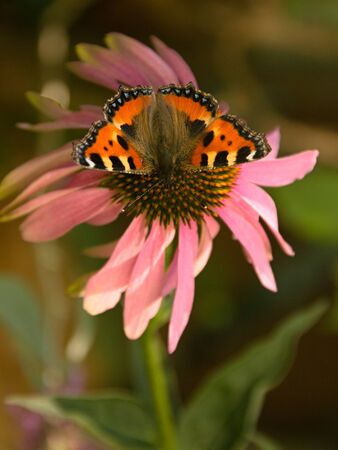Aglais urticae - small tortoiseshell on echinaceaの写真素材