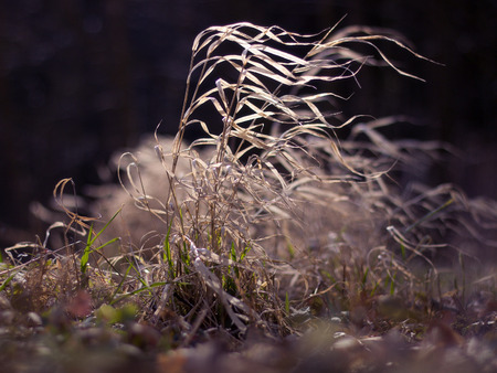 wind and dry grass in the meadow