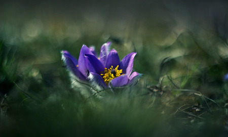 Pasque flower blooming in the meadow