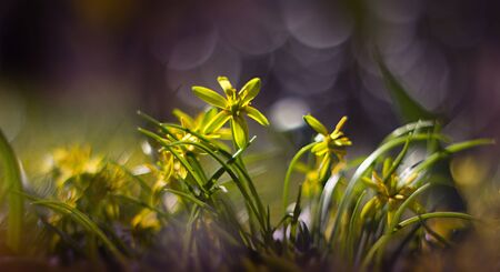 Yellow Gagea lutea blooming in the woodsの写真素材