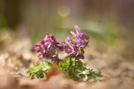 Pink Corydalis blooming in the woodsの写真素材