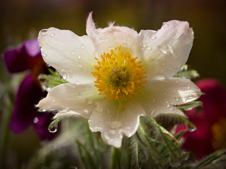 Pasque flower blooming in the meadowの写真素材